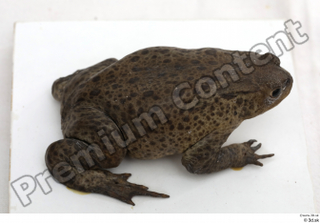 Toad  2 Bufo bufo whole body 0009.jpg